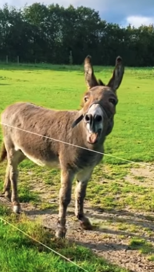 N0901005 Burro vs Hiena! (Parte 2)