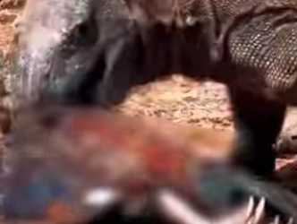 N0901002 Dragon de Komodo Intenta Cazar Ciervo! (Parte 2)