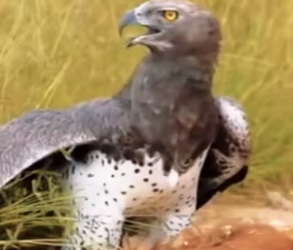 N0901003 Aguila Marcial vs Jabali! (Parte 2)