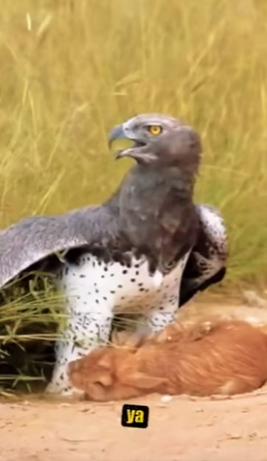 N0901003 Aguila Marcial vs Jabali! (Parte 2)