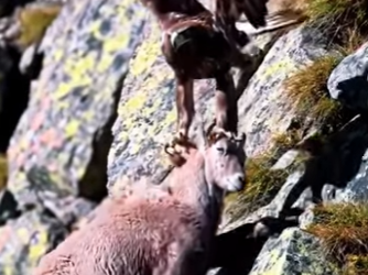 N0901001 Aguila real vs Zorro! (Parte 2)