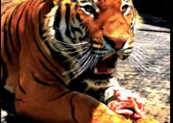 N0101013 Tigre de Bengala Intenta Cazar un Perro! (Part 2)