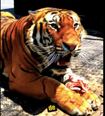 N0101013 Tigre de Bengala Intenta Cazar un Perro! (Part 2)