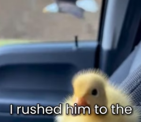 M0501002_Eagle Stoped My Car… Reason Will Break Your Heart (Part 2)