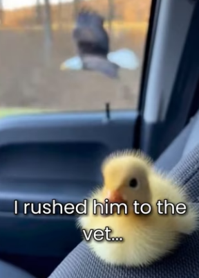 M0501002_Eagle Stoped My Car… Reason Will Break Your Heart (Part 2)