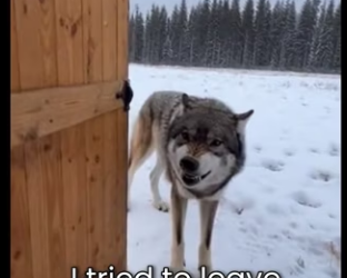 M0101019 Lynx was Giving Birth In My Barn (Part 2)