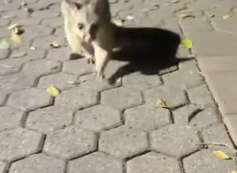 A0901003 Zarigüeya de rescate (Part 2)