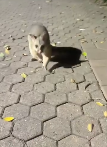 A0901003 Zarigüeya de rescate (Part 2)