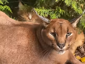 A0901006 Por qué este gato le silba su dueño (Part 2)