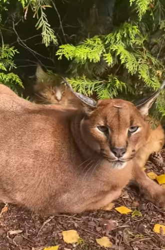 A0901006 Por qué este gato le silba su dueño (Part 2)