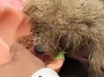 A0901005 Un perro callejero yacía inconsciente en la calle (Part 2)