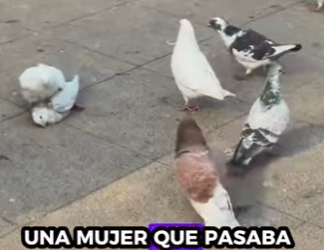 A0901002 Palomas de rescate (Part 2)