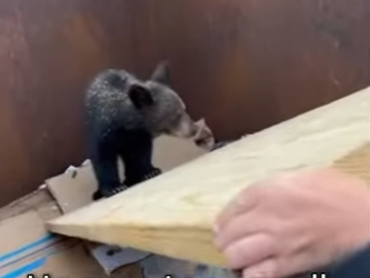 M0801009 A miracle with four paws. (Part 2)