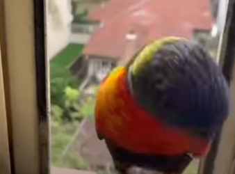 W0701005 Wild Birds Come By To Shake Her Hand Every Day (Part 2)