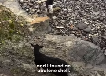 W0701004 He Found Cow Stranded on Cliff Knew He Had to Rescue It (Part 2)