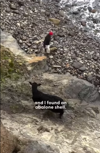 W0701004 He Found Cow Stranded on Cliff Knew He Had to Rescue It (Part 2)
