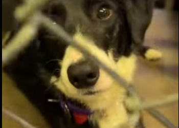 W0701008 Unwanted Pregnant Dog Saved Shelter Right Before Giving Birth (Part 2)