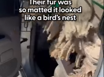 W0701001 Matted Doodles Who Got Dumped Being Too Much Get Rescued Together (Part 2)