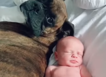 W0701012 Baby First Steps Led Him Straight Into His Dog Arms (Part 2)