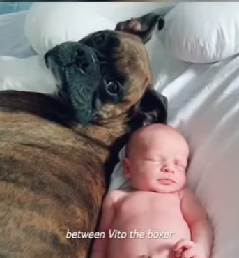 W0701012 Baby First Steps Led Him Straight Into His Dog Arms (Part 2)