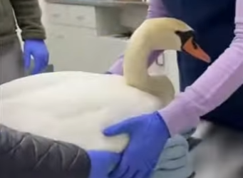 Y0701005 Kind man rescued mute swan (Part 2)