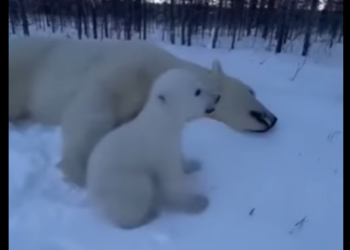 T0701001 tiny polar bear cub wrapped himself around my leg (Part 2)