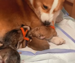 Y0701002 Rescued stiff puppy (Part 2)