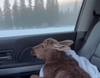 T0701005 moose calf cried help an icy roadside puddle (Part 2)