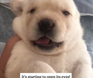 Y0501012 saved poor little fellow (Part 2)