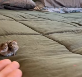 Y0701001 Baby quail (Part 2)