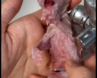 Y0701006 Rescued newborn kitten was abandoned by its mother (Part 2)