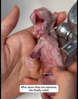 Y0701006 Rescued newborn kitten was abandoned by its mother (Part 2)