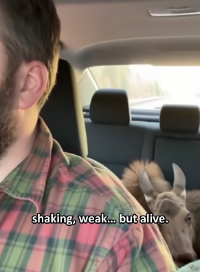 T0701006 moose stood by my truck, crying dor help (Part 2)