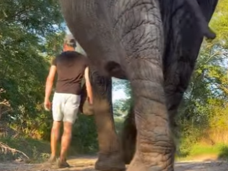 L0901019 Alguna vez has visto un elefante dotado (Parte 2)