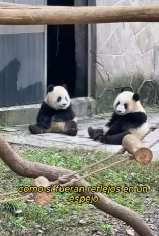 L0901009 Alguna vez has visto hermanos tan compatibles como lo son (Parte 2)