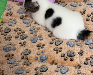 L0901013 Crees que la niña estaría dispuesta ayudar al gatito hacer una (Parte 2)