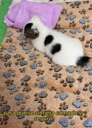 L0901013 Crees que la niña estaría dispuesta ayudar al gatito hacer una (Parte 2)