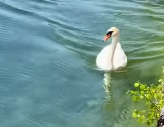 L0901018 Son buenos amigos (Parte 2)