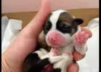 L0901014 Este es un perro con placenta (Parte 2)