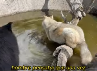 L0901021 Para ser un lobo, deberías saber cómo devolver la bondad (Parte 2)