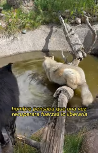 L0901021 Para ser un lobo, deberías saber cómo devolver la bondad (Parte 2)