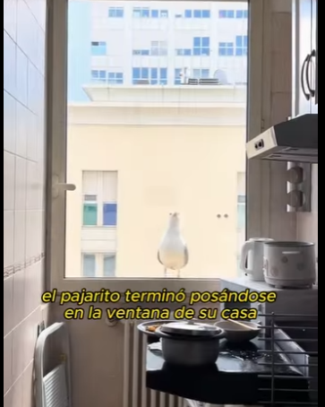 L0901011 Por qué esta gaviota siempre roba patatas fritas (Parte 2)