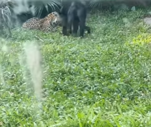 L0901010 Sabes cómo son los hijos de la Pantera Negra el Leopardo de las (Parte 2)