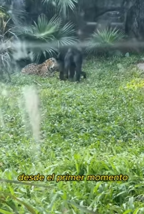 L0901010 Sabes cómo son los hijos de la Pantera Negra el Leopardo de las (Parte 2)