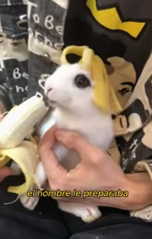 L0901017 Te atreves creer que este es un conejo caveado en el pozo negro (Parte 2)