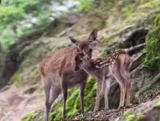 L0901015 La madre de Lu pensó que el hombre lastimó su hijo (Parte 2)