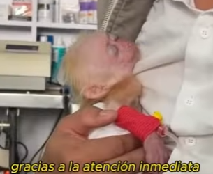 L0901016 La madre mono no conoce el amor (Parte 2)