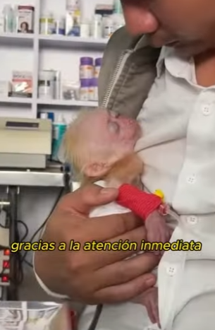 L0901016 La madre mono no conoce el amor (Parte 2)