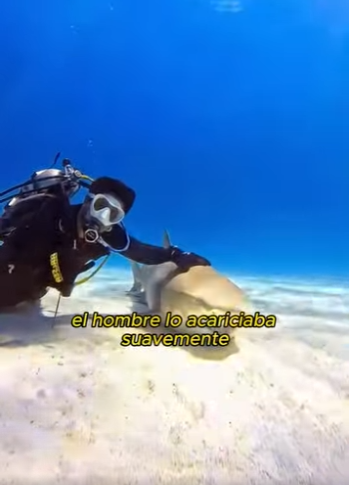 L0901020 Los tiburones son buenos amigos de los seres humanos (Parte 2)