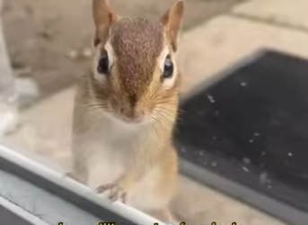 L0901012 Afortunadamente la ardilla fue rescatada, de lo contrario las consecu (Parte 2)